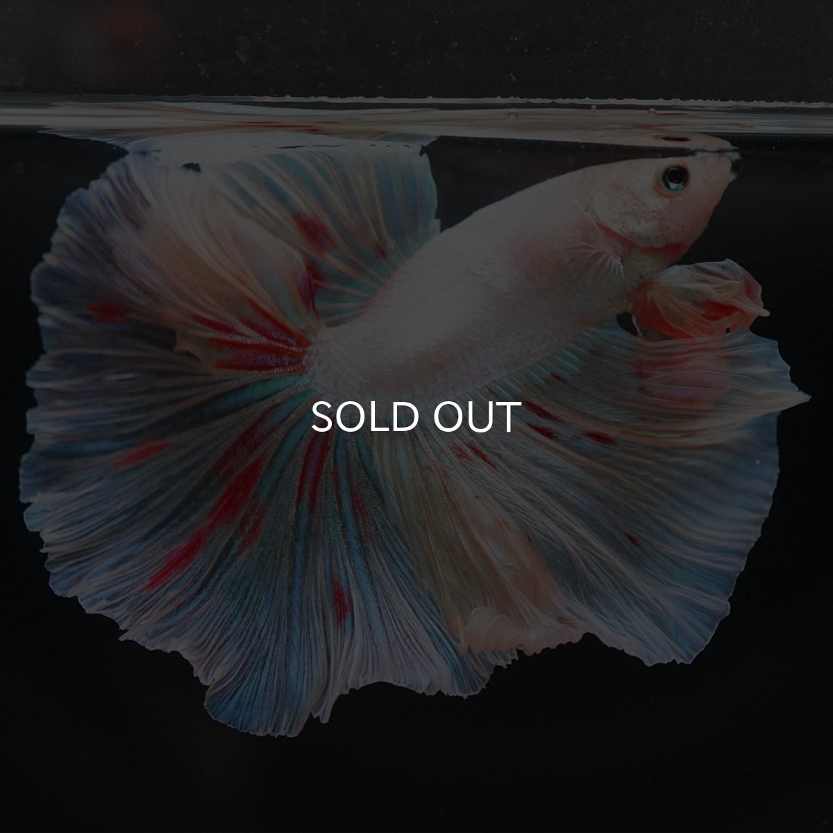 画像6: HM　ホワイトーファンシー (6)