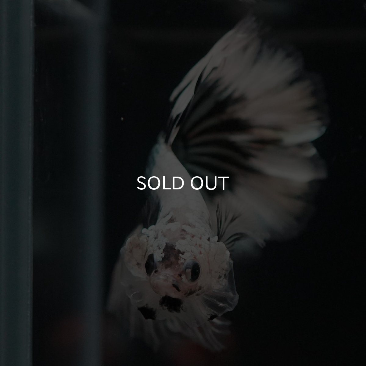 画像8: HM　ホワイトカッパー (8)