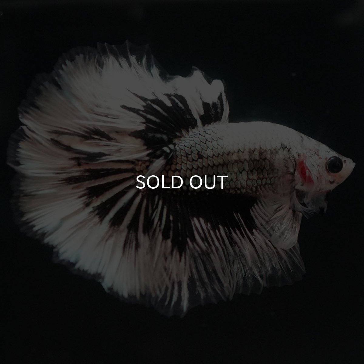 画像9: HM　ホワイトカッパー (9)