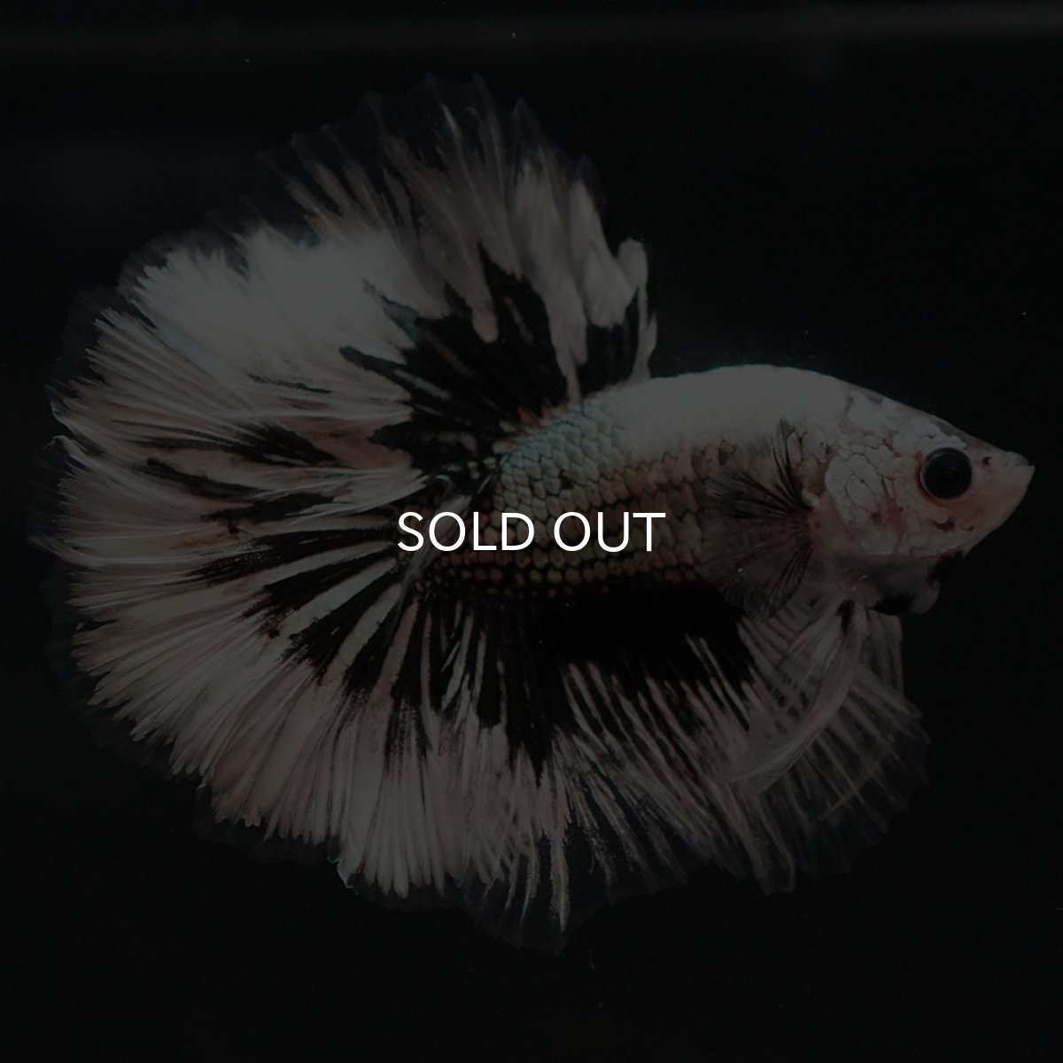 画像5: HM　ホワイトカッパー (5)