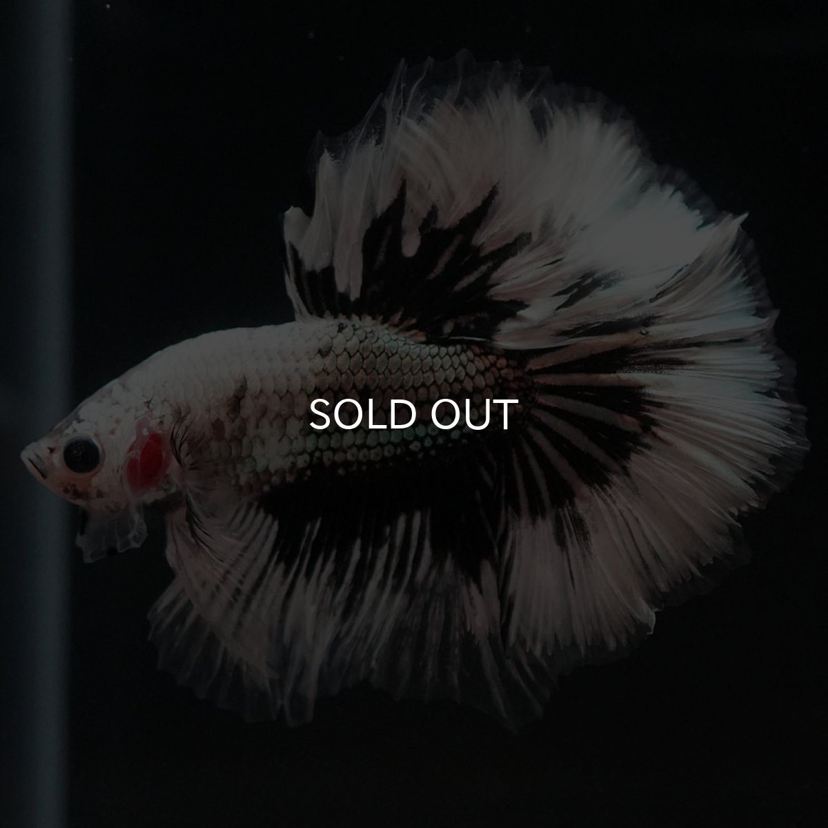 画像4: HM　ホワイトカッパー (4)