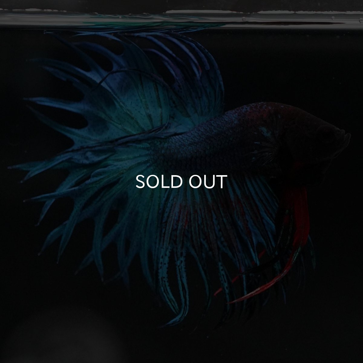 画像2: KCT　ブルー (2)