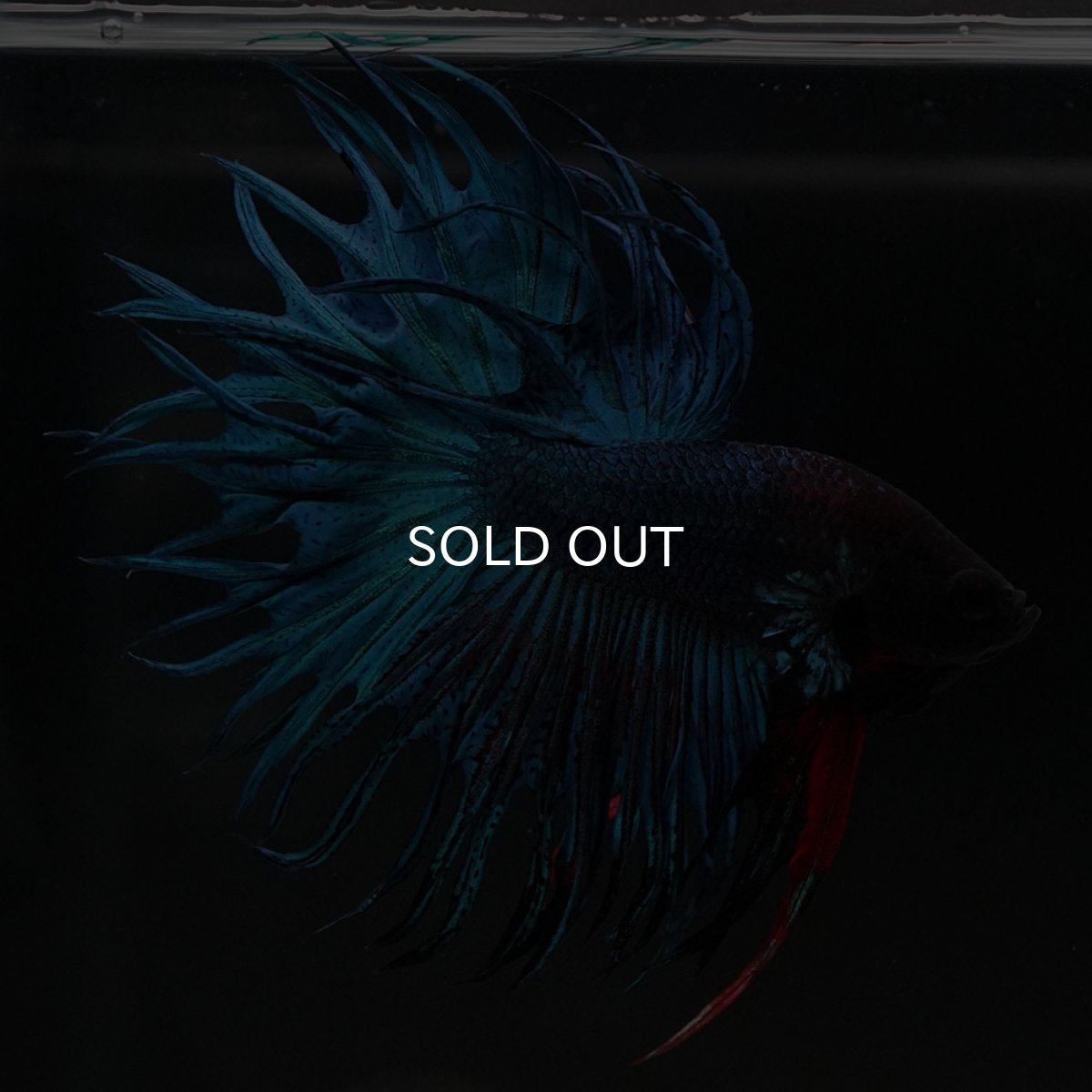 画像12: KCT　ブルー (12)