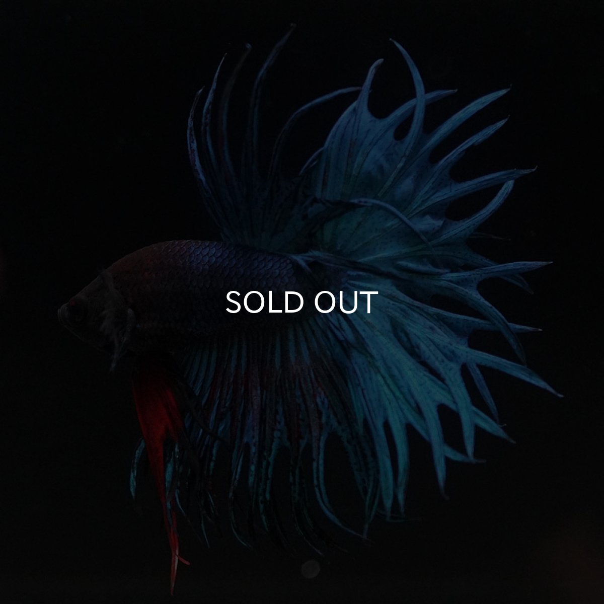 画像13: KCT　ブルー (13)