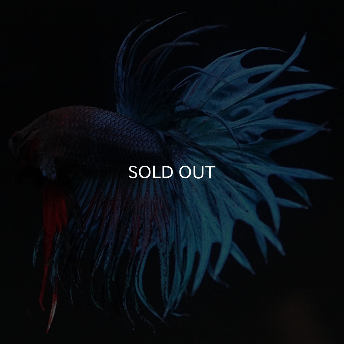 画像11: KCT　ブルー (11)