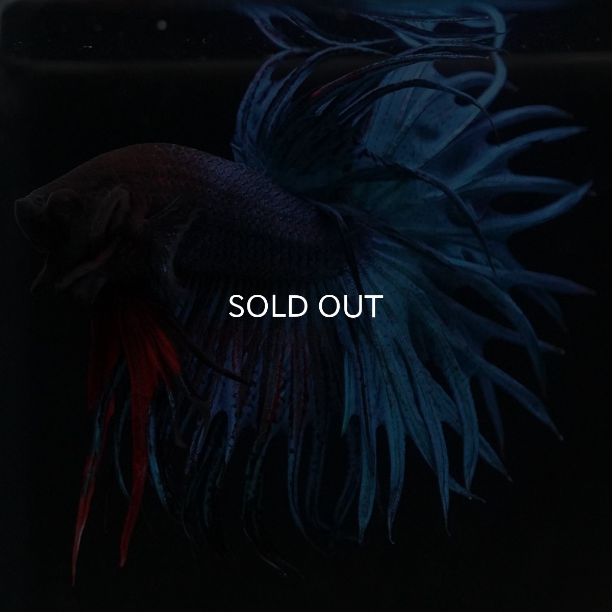 画像9: KCT　ブルー (9)