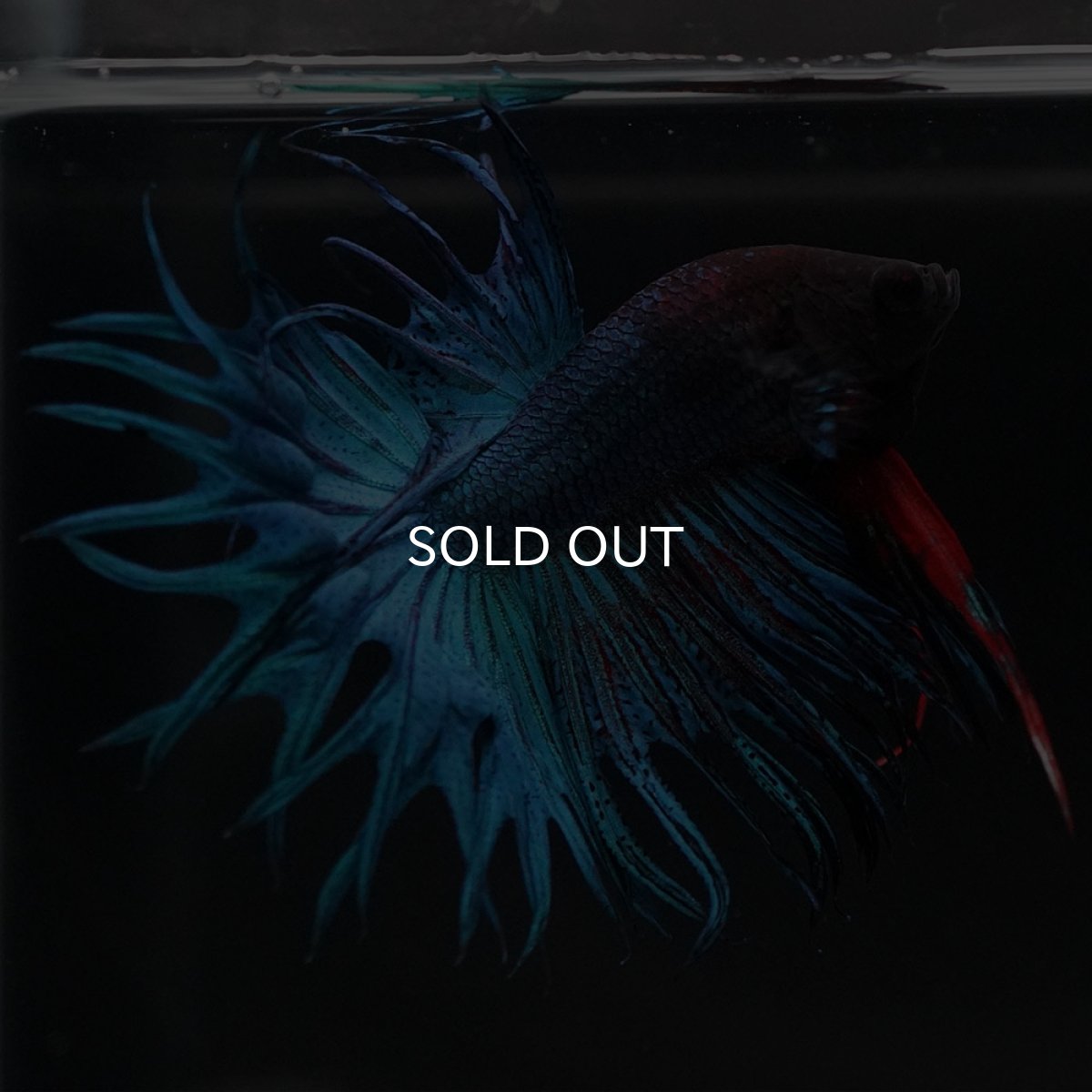 画像10: KCT　ブルー (10)