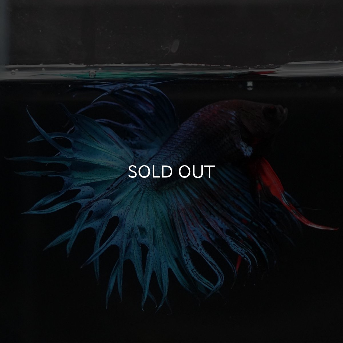 画像8: KCT　ブルー (8)