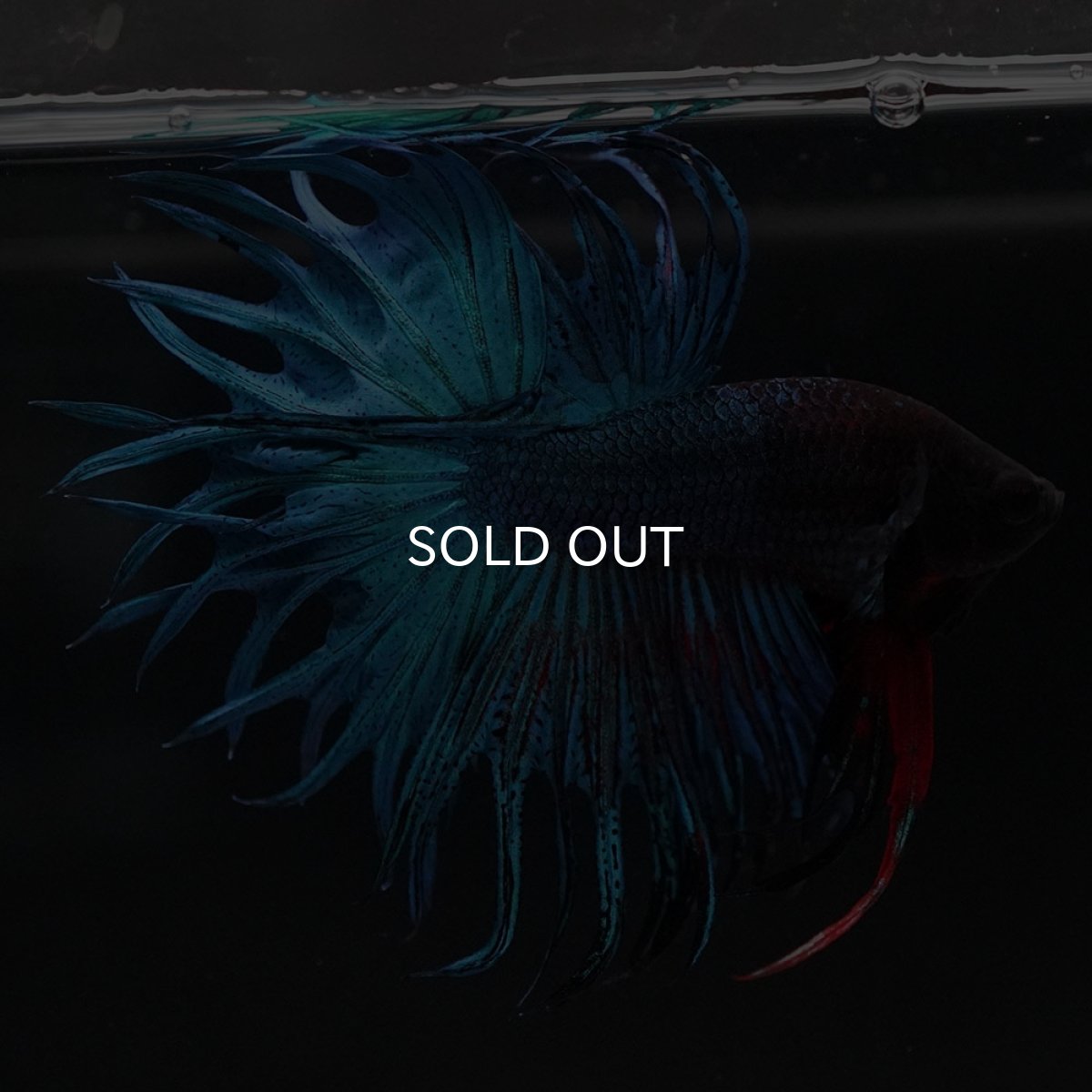 画像6: KCT　ブルー (6)