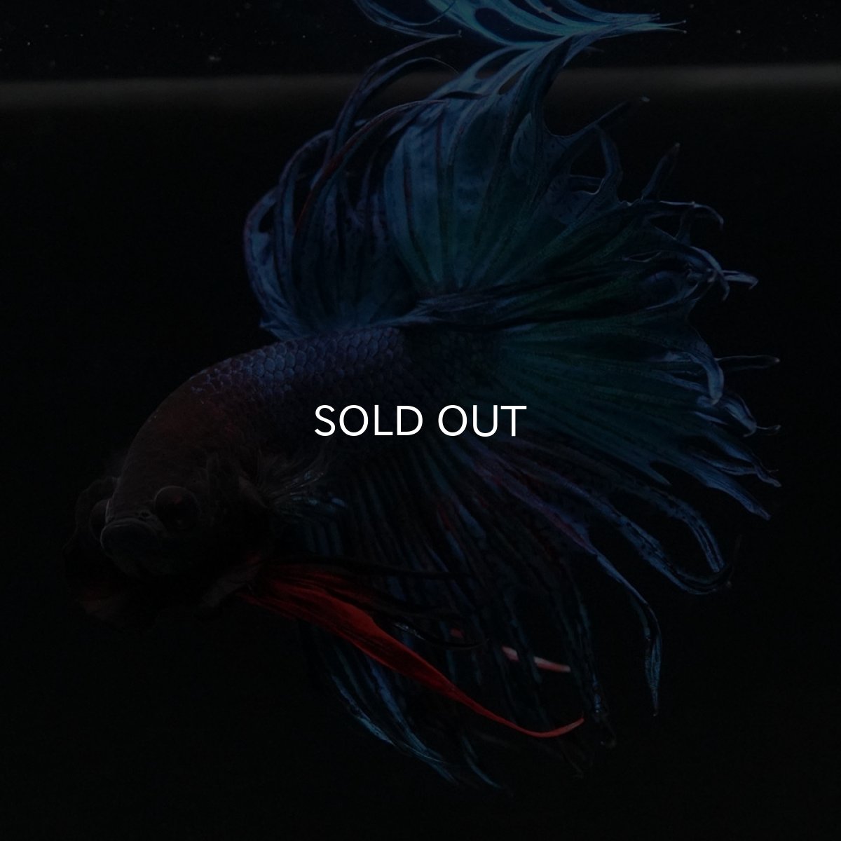 画像7: KCT　ブルー (7)