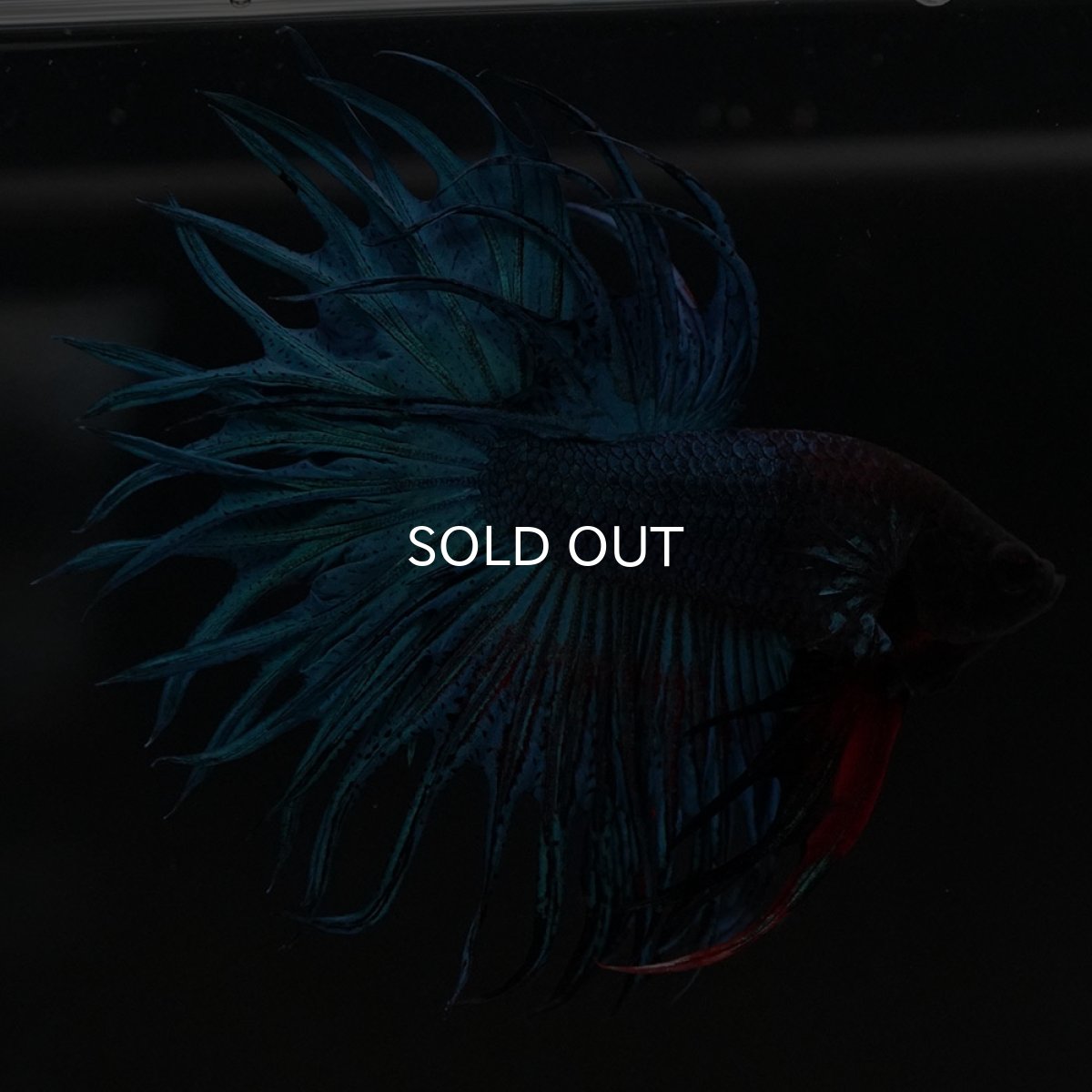 画像4: KCT　ブルー (4)