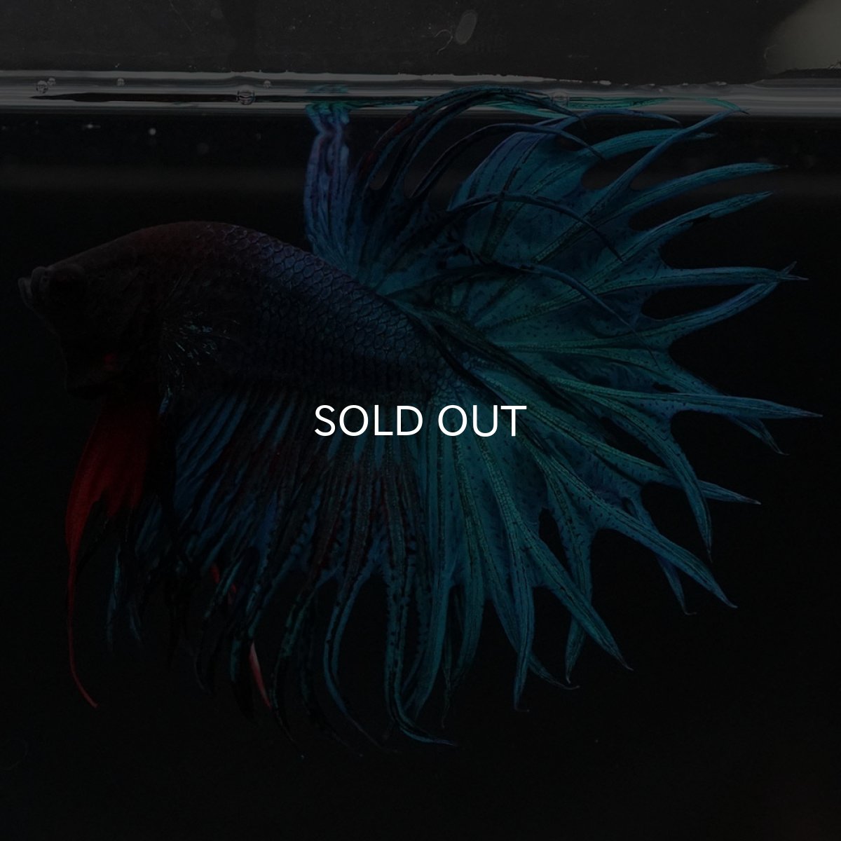 画像5: KCT　ブルー (5)