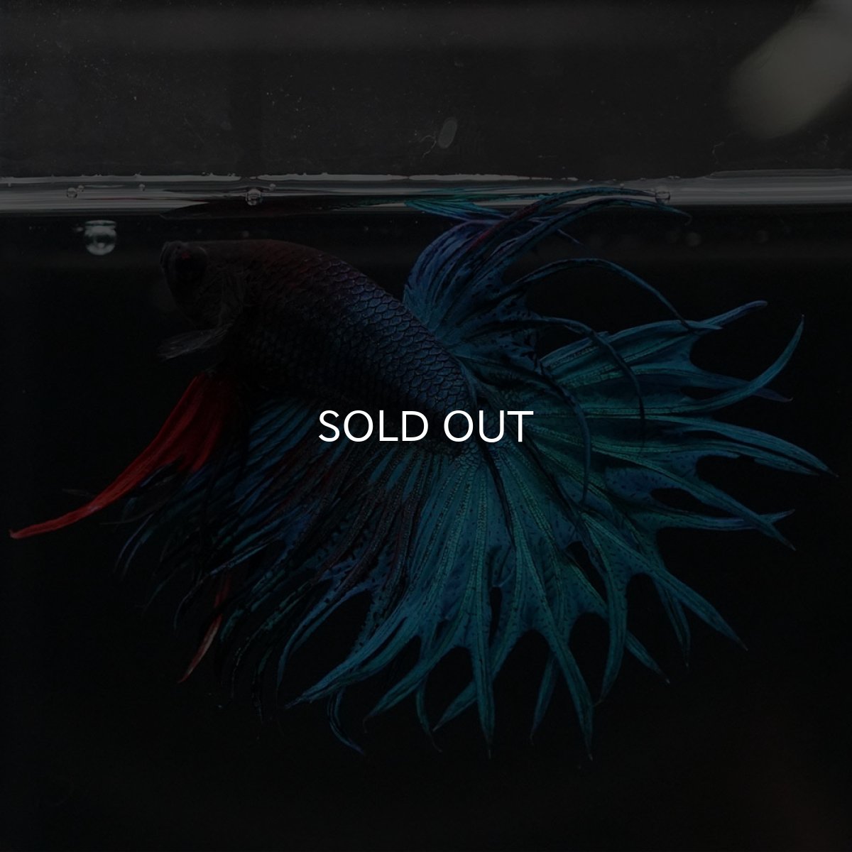 画像3: KCT　ブルー (3)