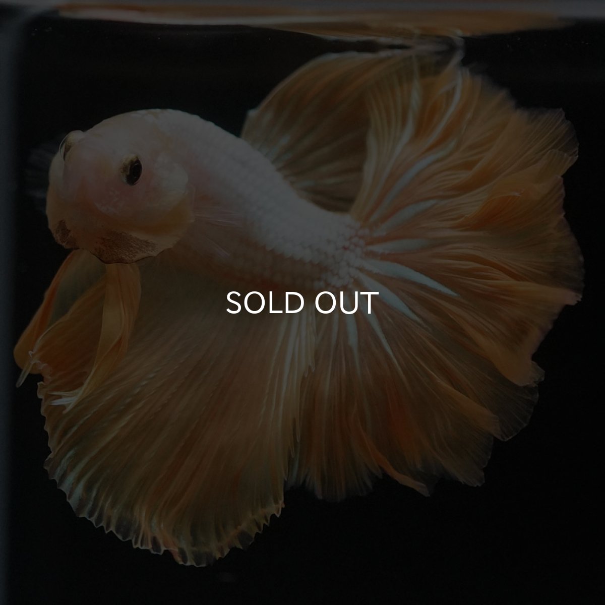 画像10: HM　イエローファンシー (10)