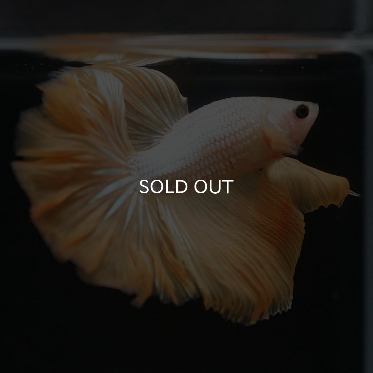 画像7: HM　イエローファンシー (7)