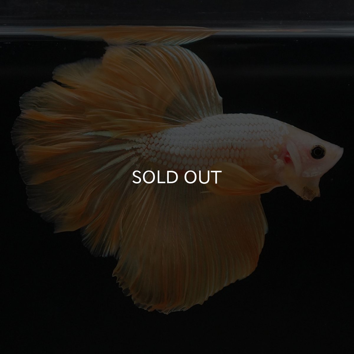 画像9: HM　イエローファンシー (9)