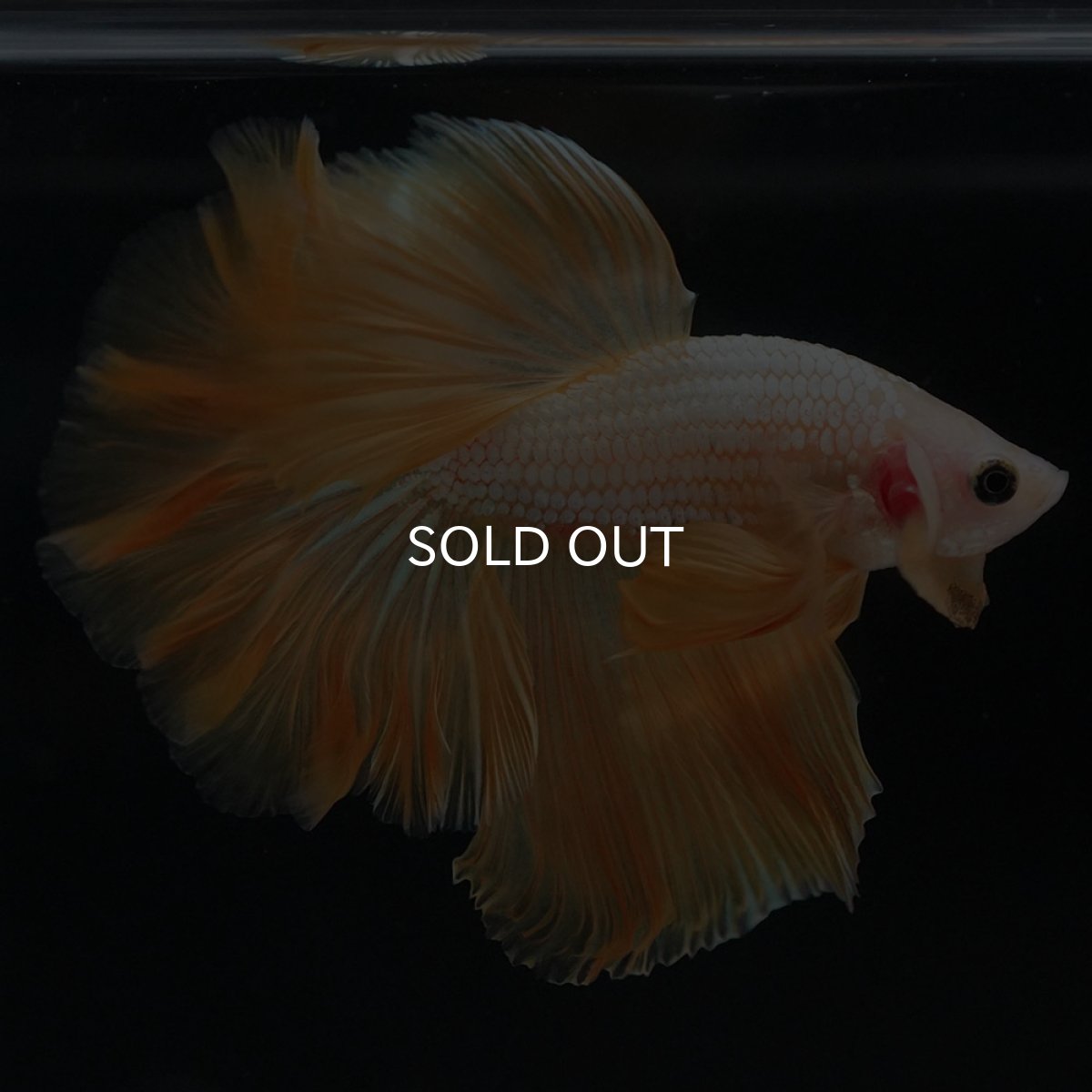 画像11: HM　イエローファンシー (11)