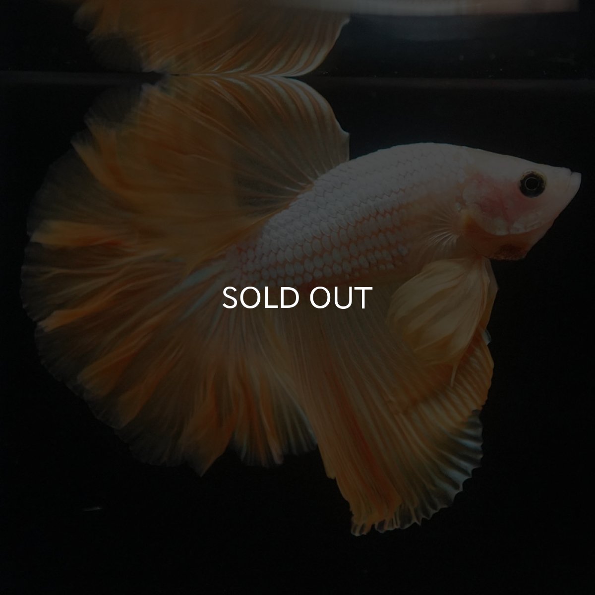 画像2: HM　イエローファンシー (2)