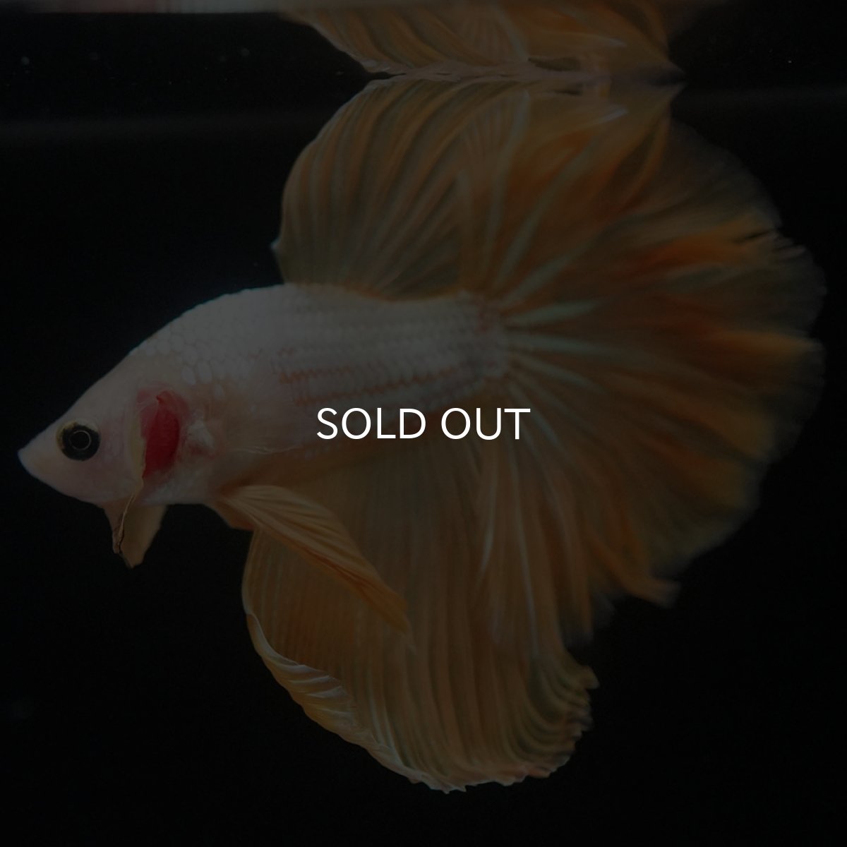 画像8: HM　イエローファンシー (8)