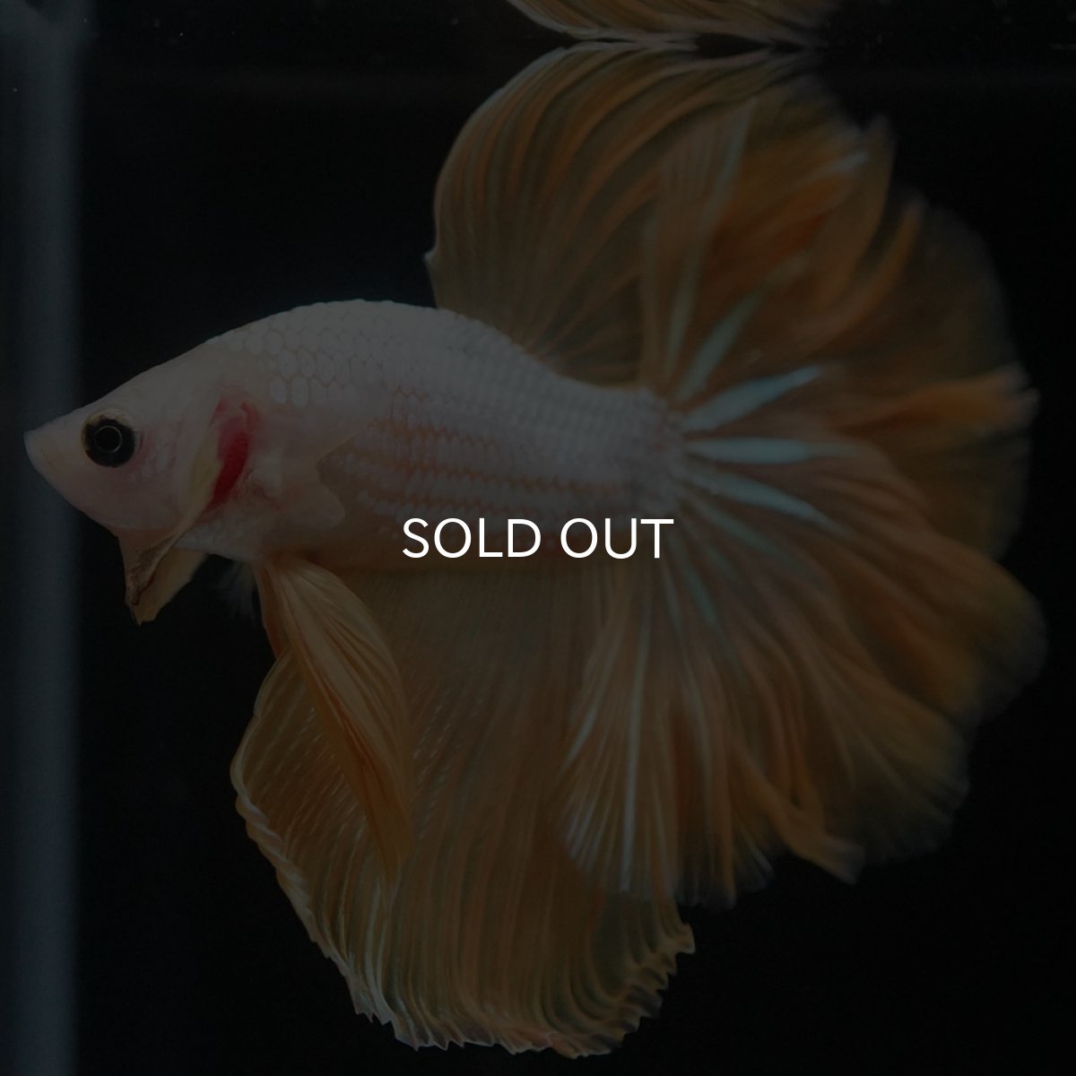 画像6: HM　イエローファンシー (6)