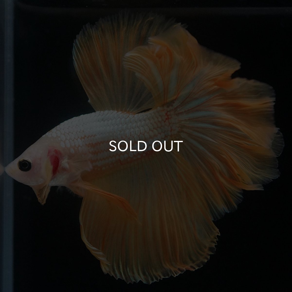 画像4: HM　イエローファンシー (4)