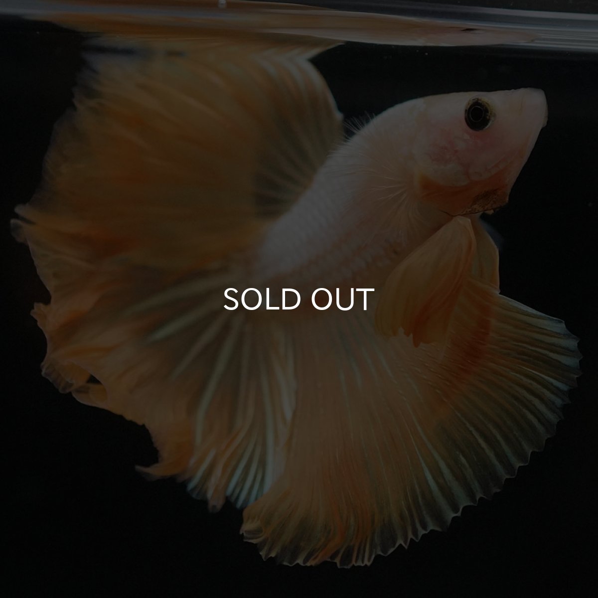 画像5: HM　イエローファンシー (5)