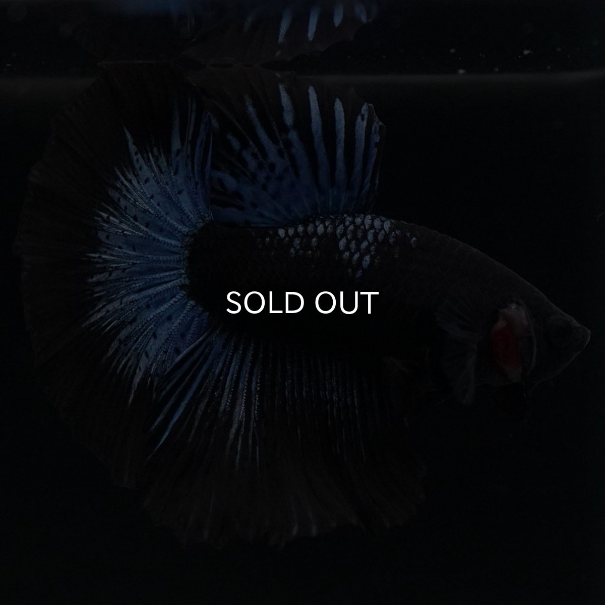 画像6: HM　ブラックオーキッド (6)