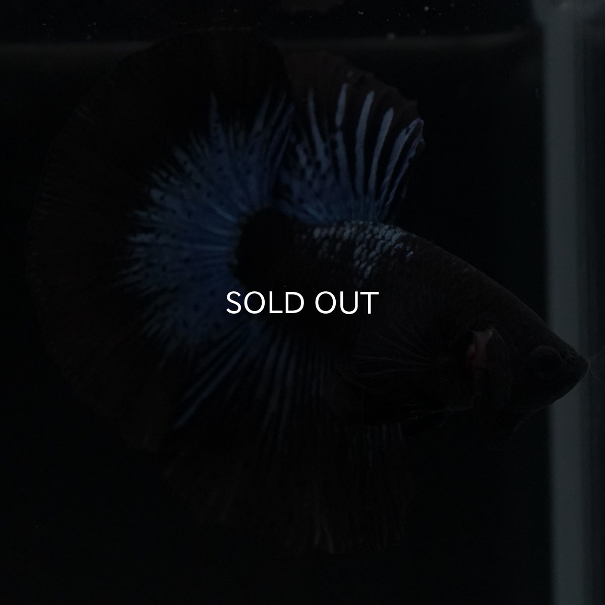 画像10: HM　ブラックオーキッド (10)