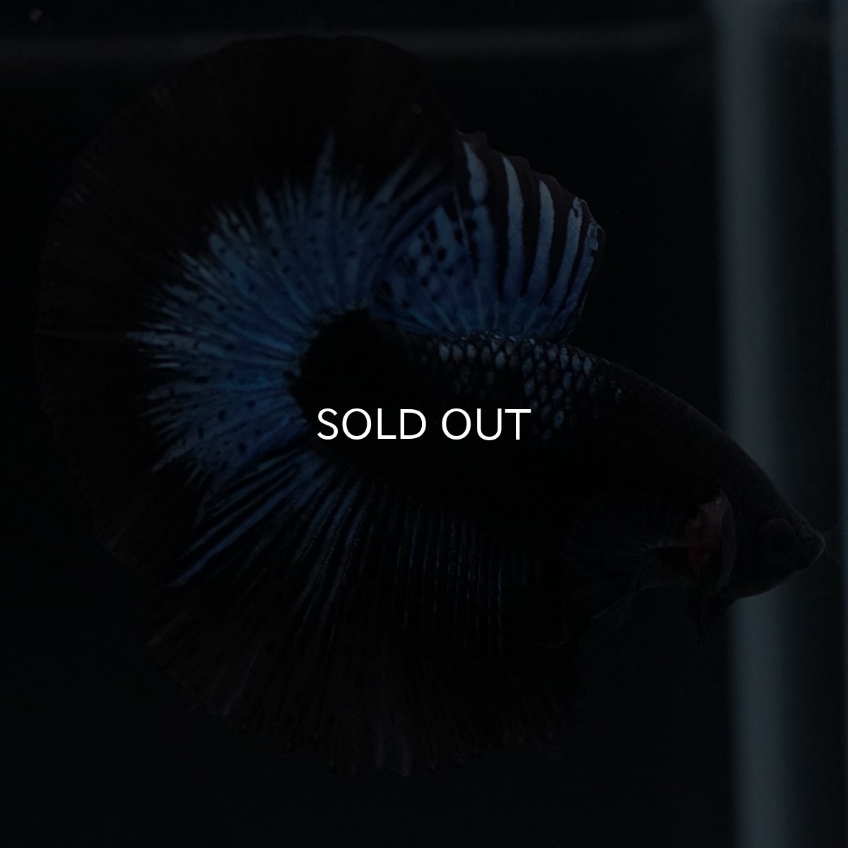 画像9: HM　ブラックオーキッド (9)