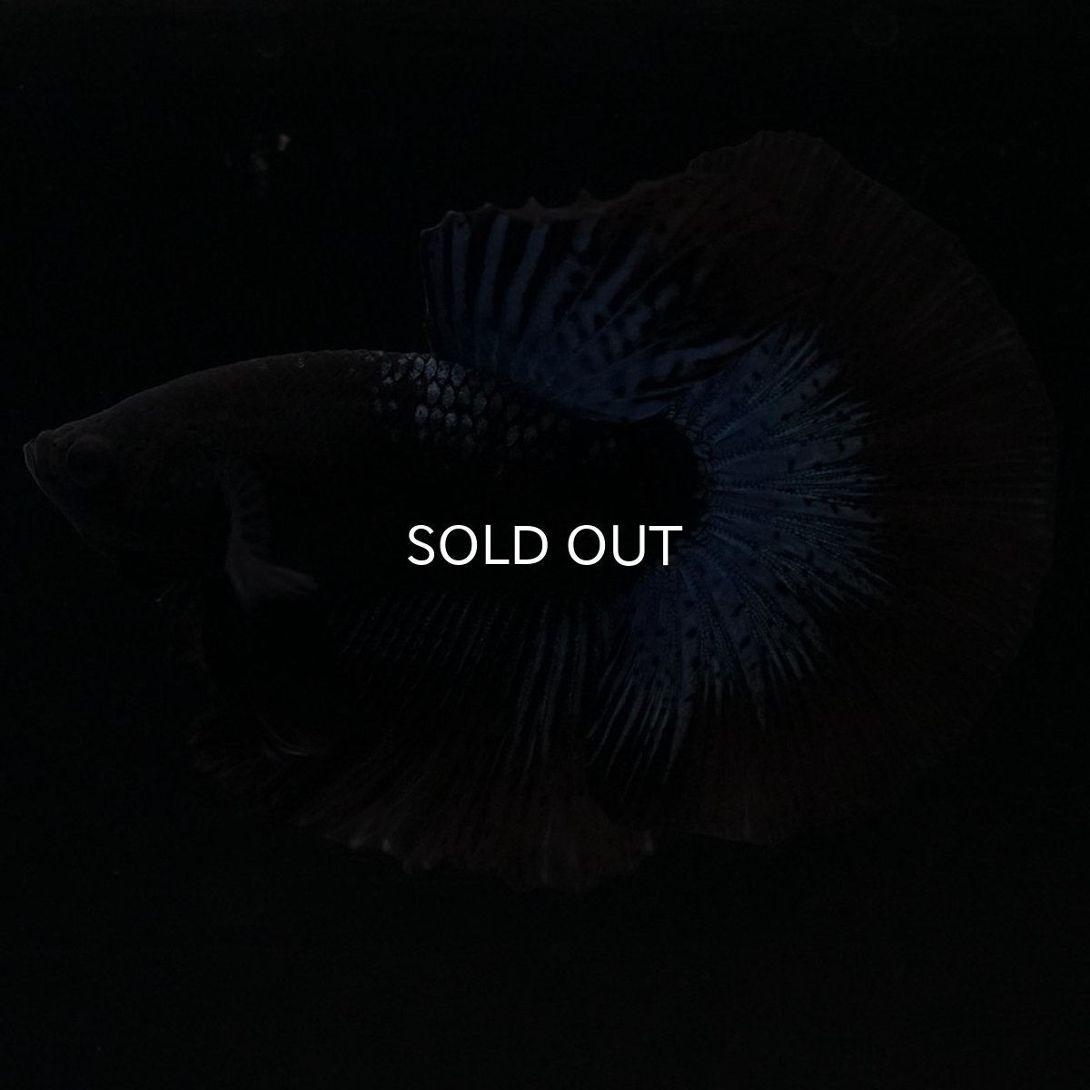 画像7: HM　ブラックオーキッド (7)