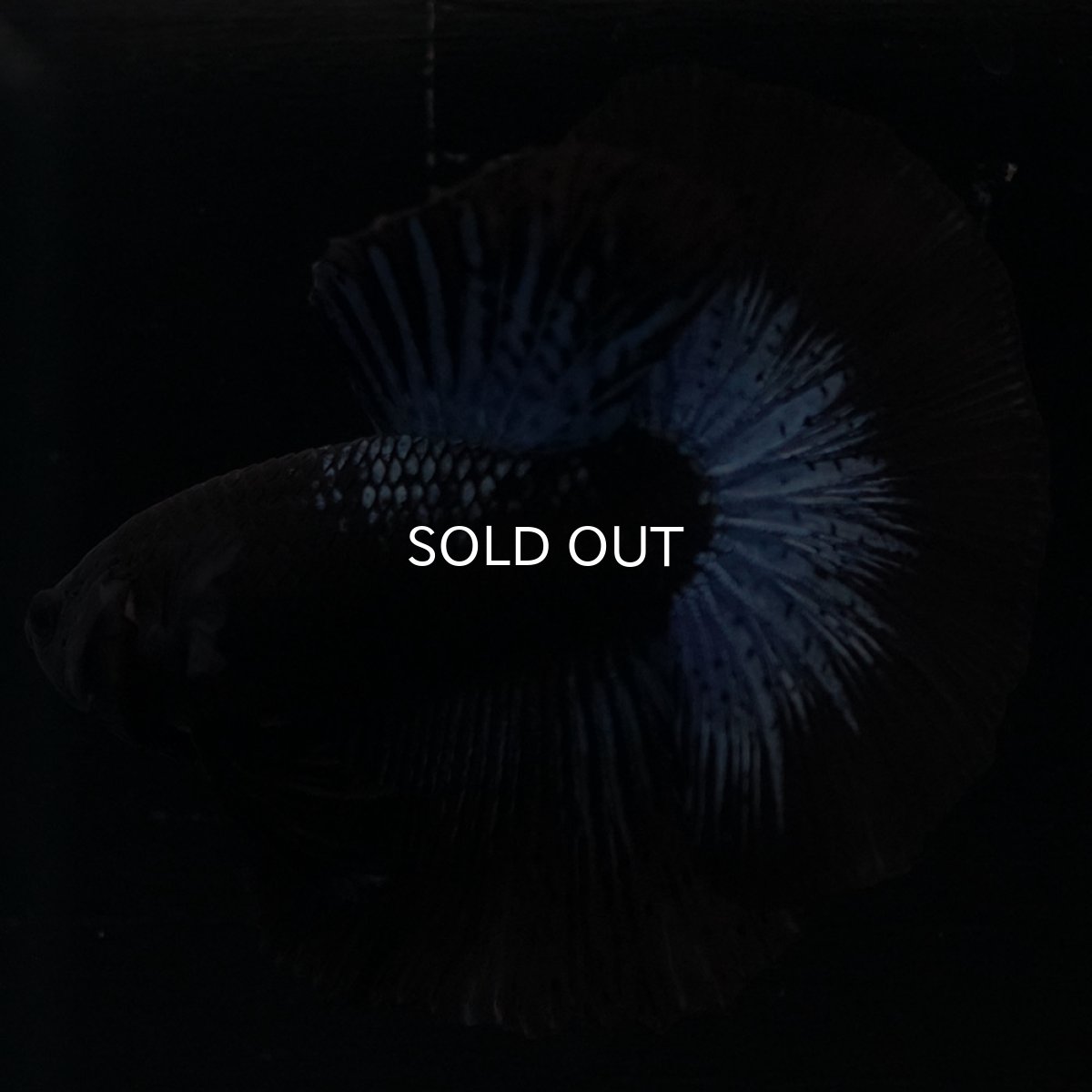 画像5: HM　ブラックオーキッド (5)