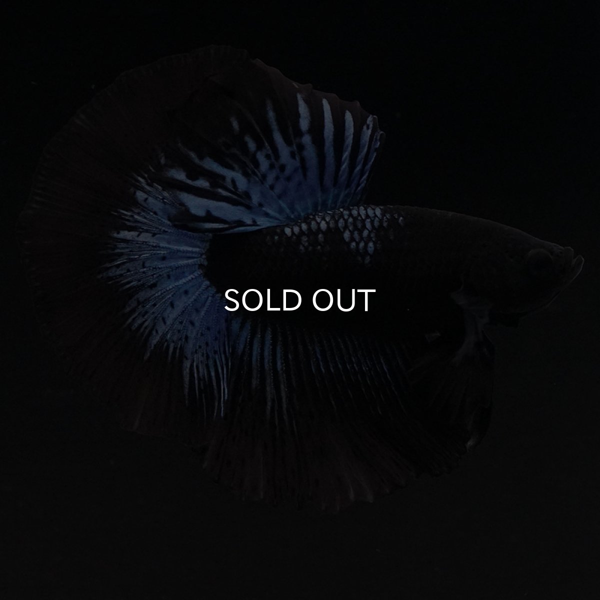 画像8: HM　ブラックオーキッド (8)