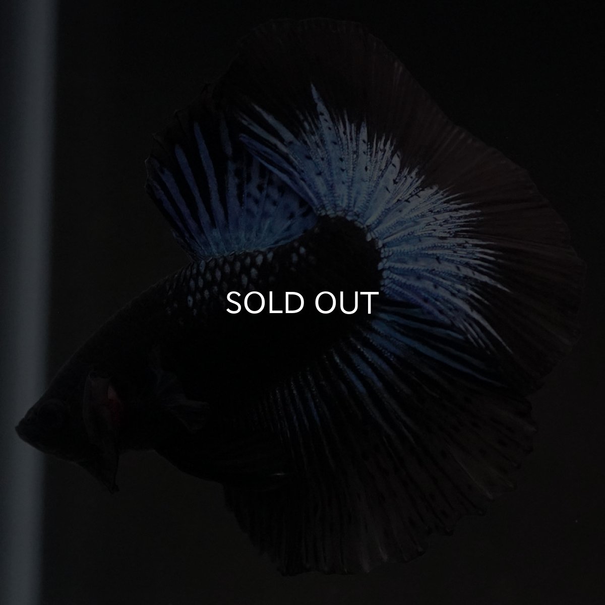 画像3: HM　ブラックオーキッド (3)