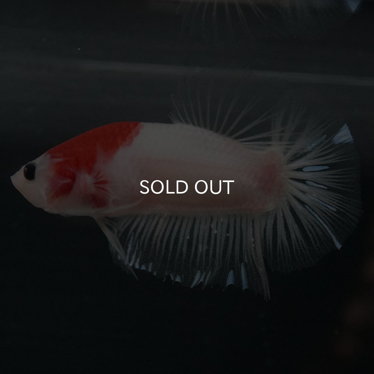 画像8: GHMPK　紅白 (8)