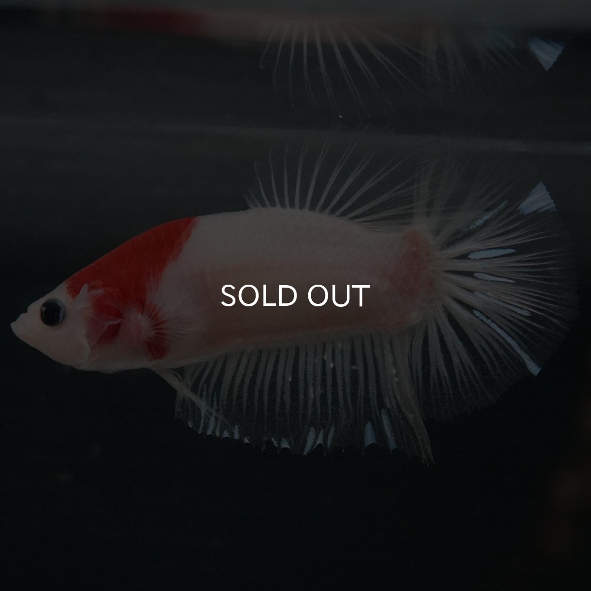 画像7: GHMPK　紅白 (7)