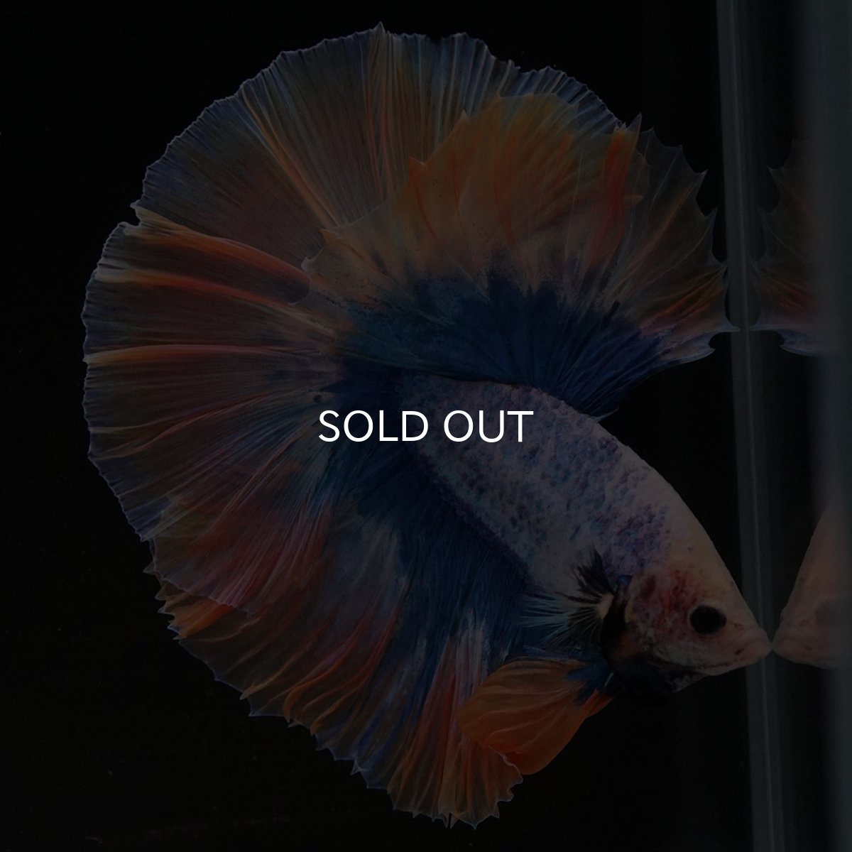 画像6: HM イエローブルー (6)