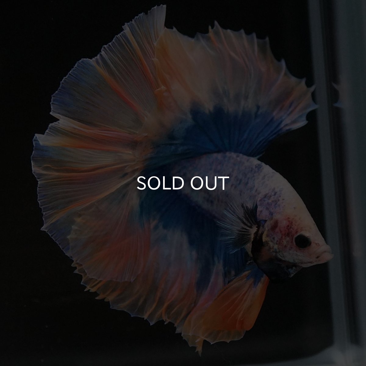 画像8: HM イエローブルー (8)