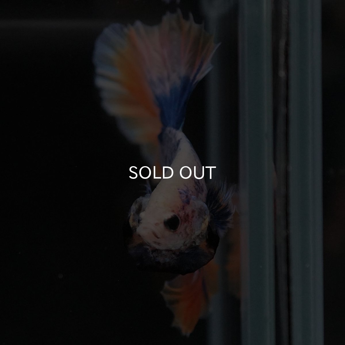 画像3: HM イエローブルー (3)