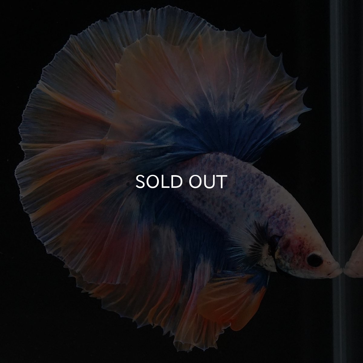 画像4: HM イエローブルー (4)