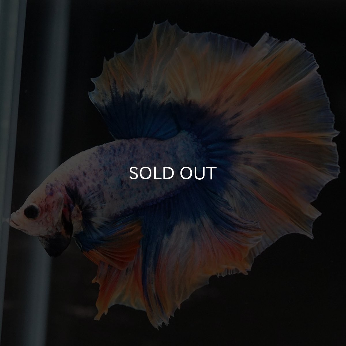 画像9: HM イエローブルー (9)