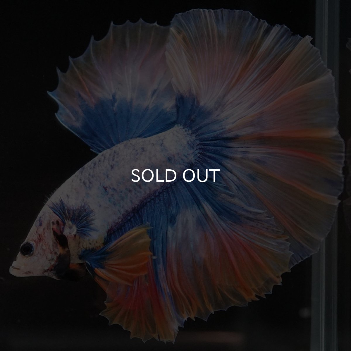 画像7: HM イエローブルー (7)