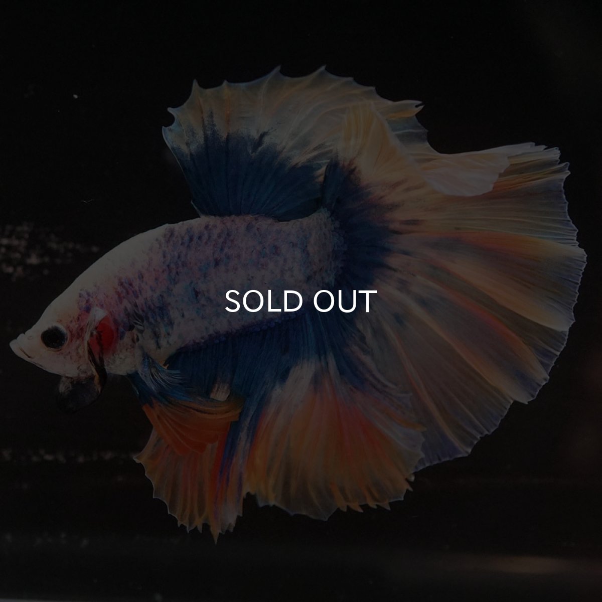 画像5: HM イエローブルー (5)