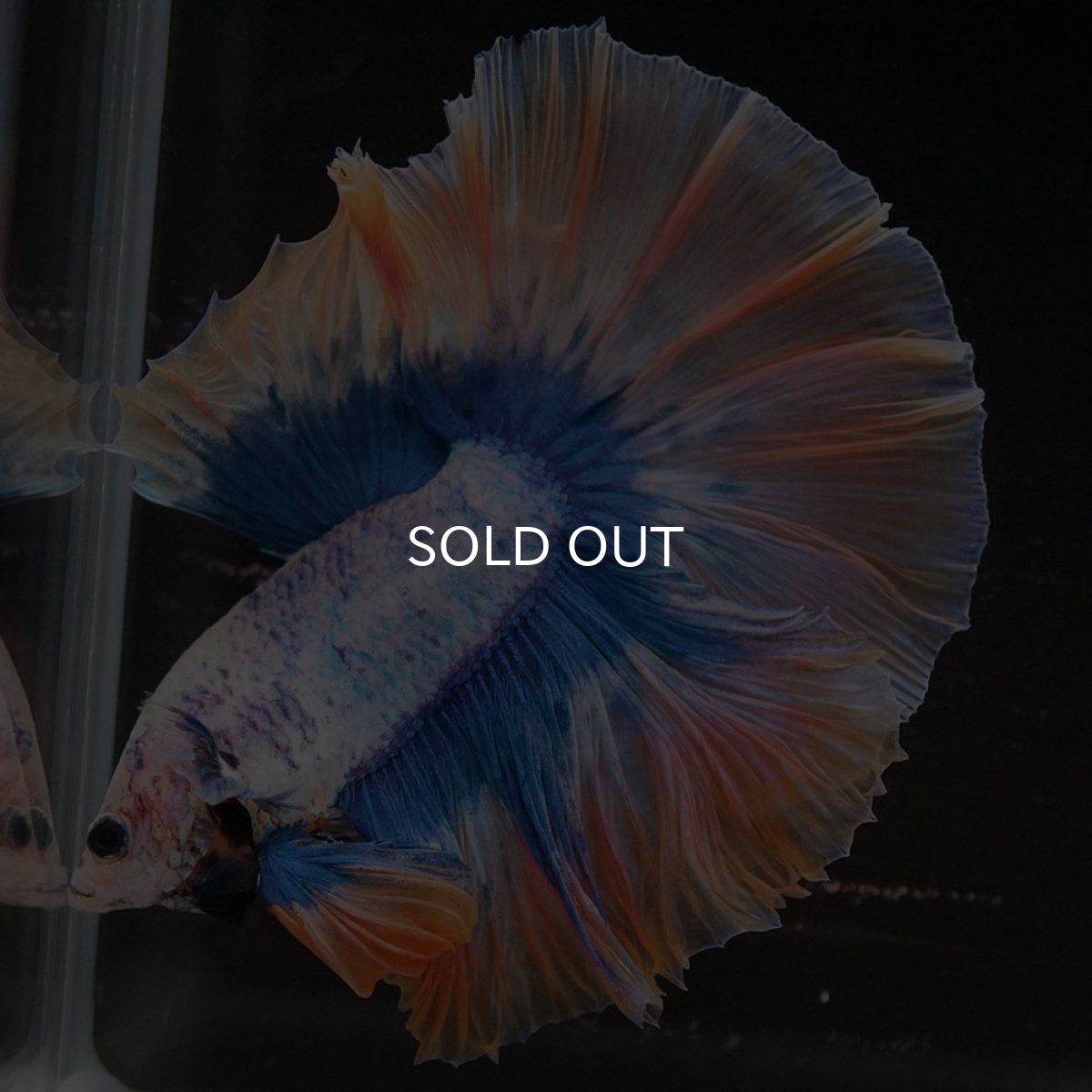 画像2: HM イエローブルー (2)