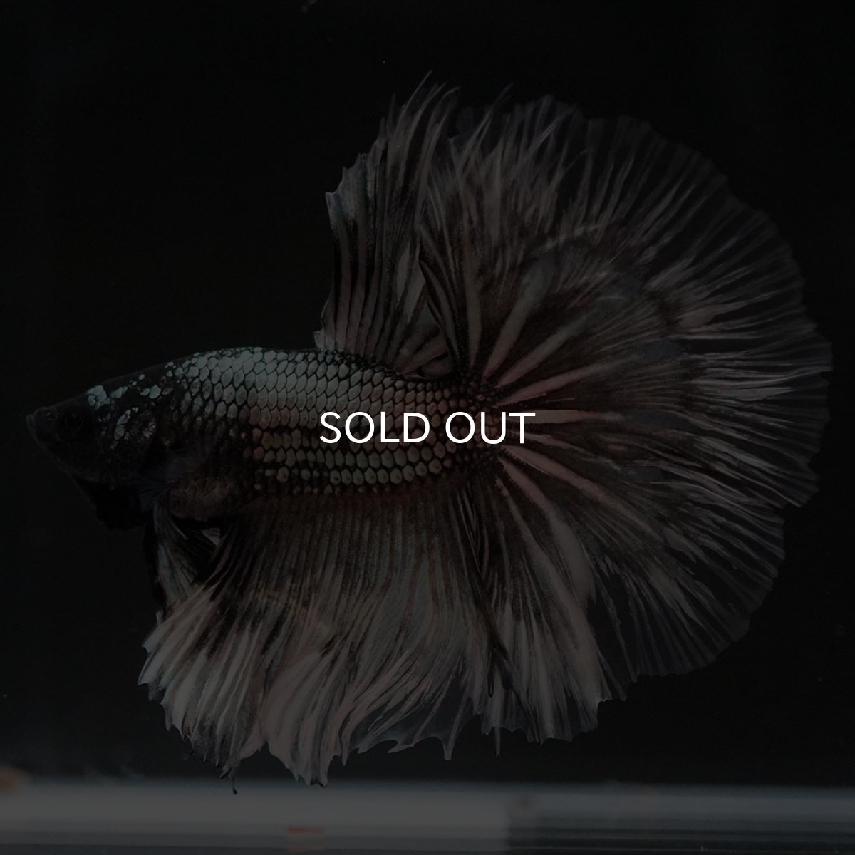 画像15: HM イエローカッパー クリアフィン (15)