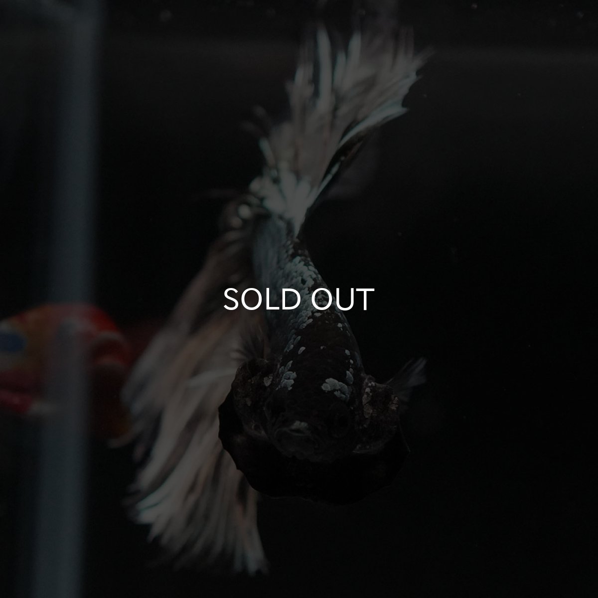 画像3: HM イエローカッパー クリアフィン (3)