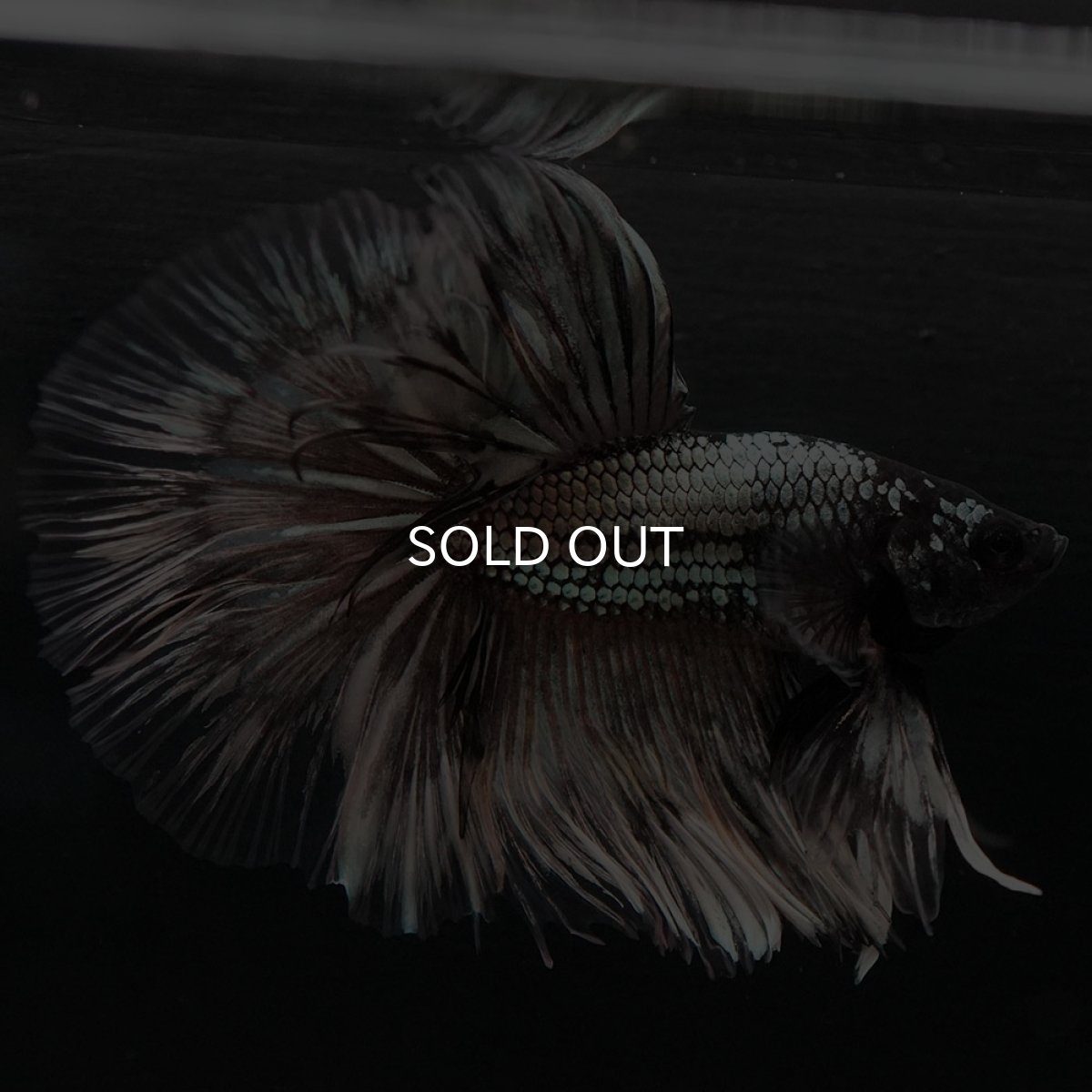 画像14: HM イエローカッパー クリアフィン (14)