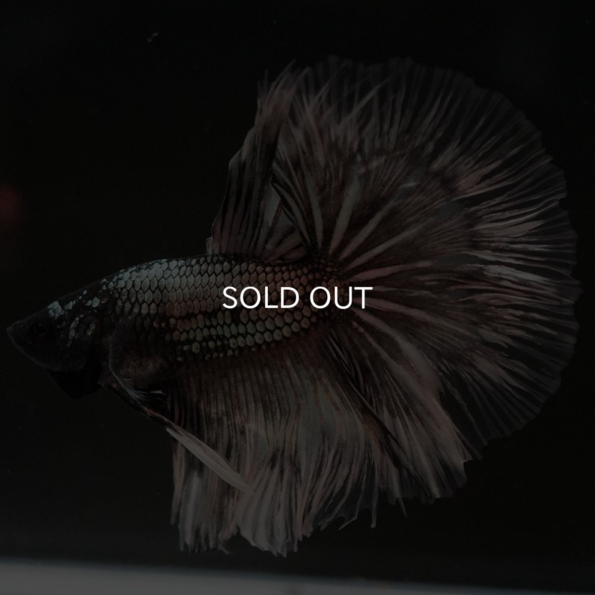 画像7: HM イエローカッパー クリアフィン (7)