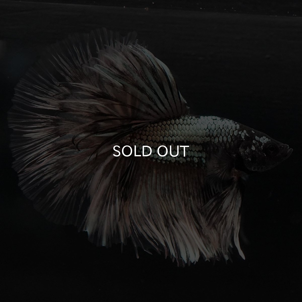 画像12: HM イエローカッパー クリアフィン (12)