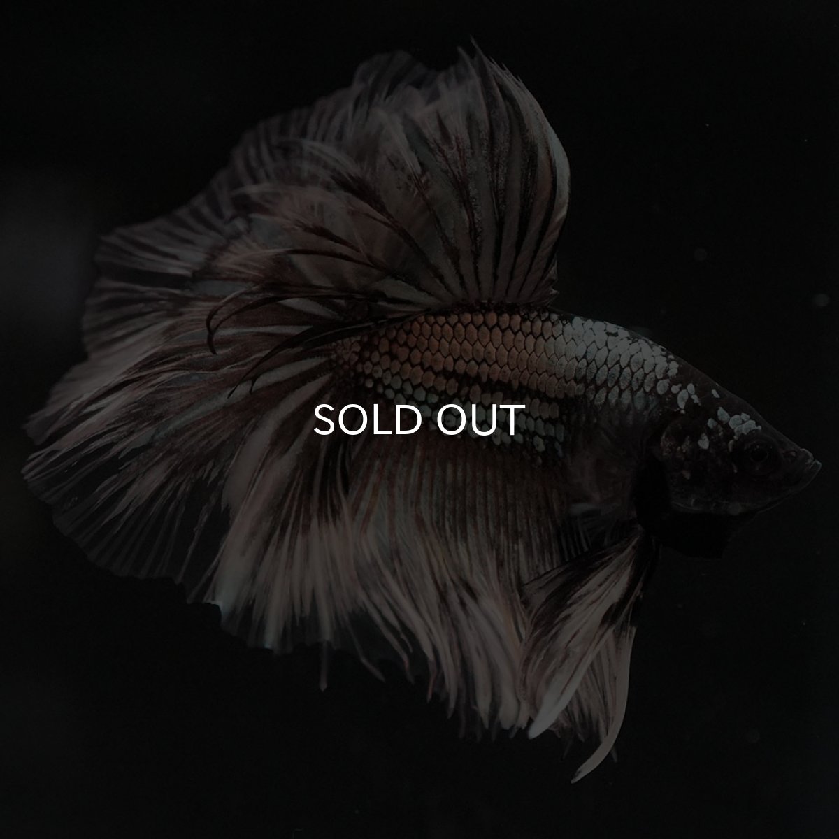 画像13: HM イエローカッパー クリアフィン (13)