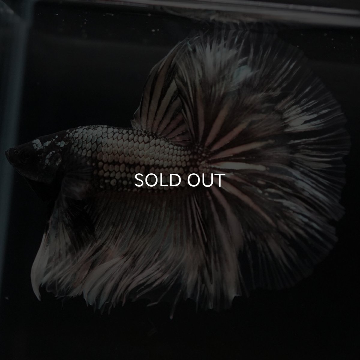 画像9: HM イエローカッパー クリアフィン (9)